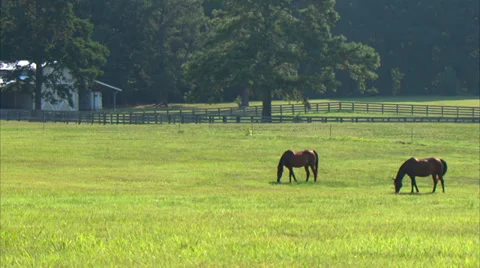 Horse Grazing Two 動画素材 35400657