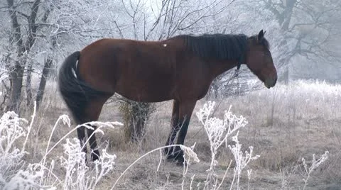 Horse grazing in winter forest Video stock 8931384