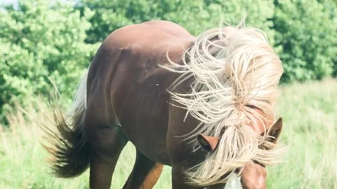Horse on the green field Stock Footage 70154652