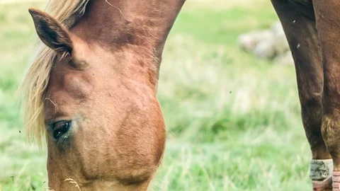 Horse on the green field Stock Footage 70155025