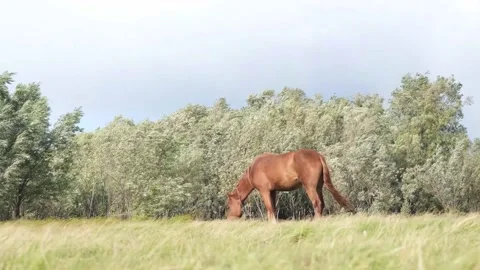 Horse on a green meadow. Stock Footage 220555598