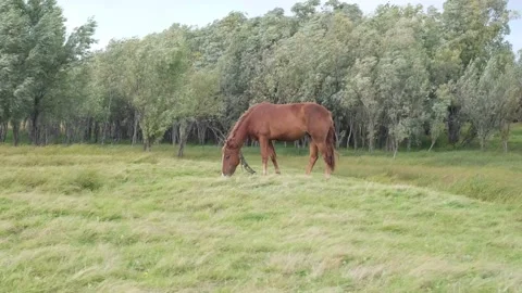 Horse on a green meadow. Stock Footage 220555617