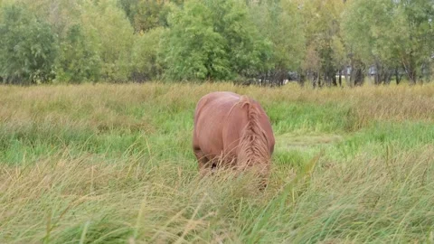 Horse on a green meadow. Stock Footage 220555632