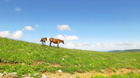 Horse in green meadows Stock Footage 68355979