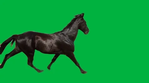 Horse  Greenscreen 65 Stock-Footage 198617518