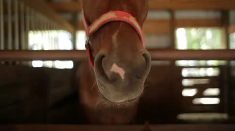 Horse Greeting From Its Stall Stock Footage 21750737