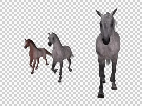 HORSE GROUP WALKING Stock Footage 46129893
