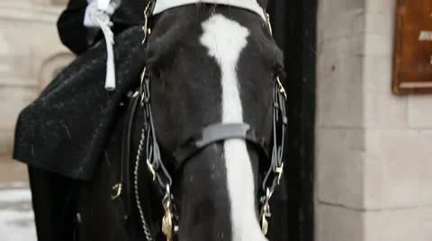 Horse Guard in the snow Video stock 11129579