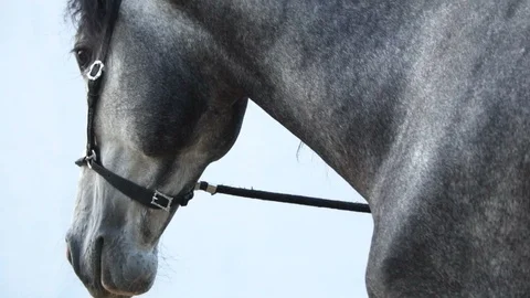 Horse in halter closeup 動画素材 116630918