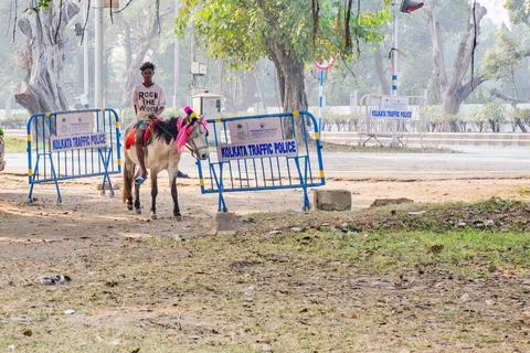 Horse handler at Kolkata maidan Stock Photos