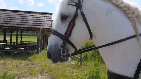 Horse in harness close up Stock Footage 64916490