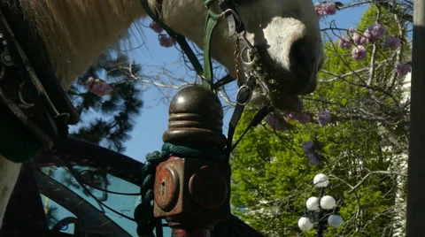 Horse in harness eating Stock Footage 62810892
