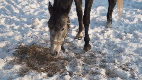 Horse in harness eats hay in winter. Close-up Stockbeeldmateriaal 147677539