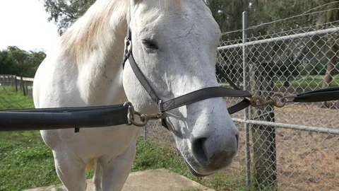Horse In Harness Stock Footage 74585828