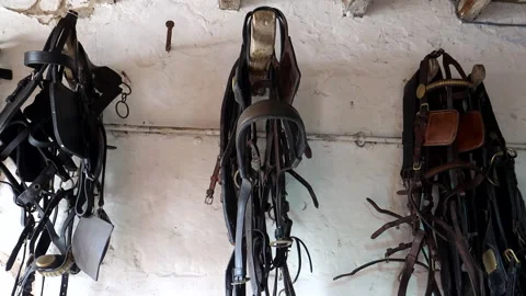 Horse harness sets hanging on the hooks in a stable. Vídeo Stock 294188324