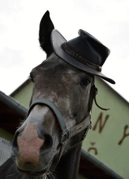 Horse with hat Stock Photos