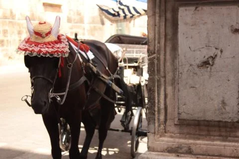The horse with the hat Stock Photos