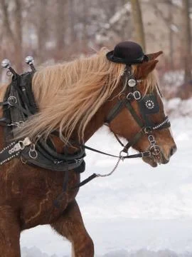 Horse with hat pulling sleigh in winter Stock Photos