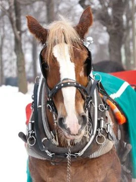 Horse with hat pulling sleigh in winter Stock Photos