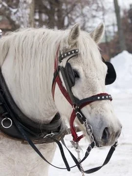 Horse with hat pulling sleigh in winter Stock Photos