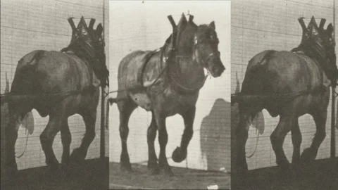 Horse Hauling Sequence Loop of Hind and Front Angle Views 库存影片 96109141