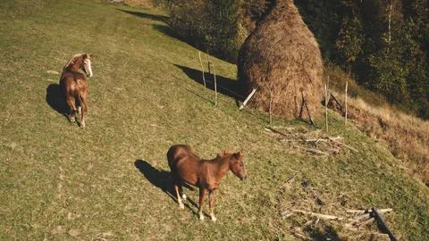 Horse at haystack on grass mountain hill aerial. Farm animals at nature Stock Photos