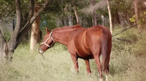 Horse (HD) Stock Footage 12187442