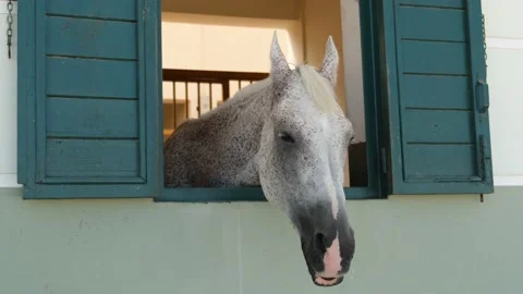 Horse head and eye close up. Beautiful freckled horse at barn. Stock Footage 137695053