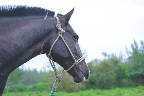 Horse head on the background of the forest Foto stock