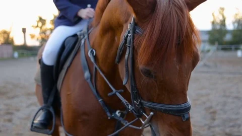 Horse head close up against the sky and parade ground for the dressage, outdoor. Stock Footage 80930924