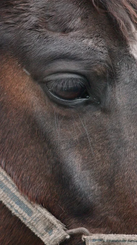 Horse head close up on the eye Video stock 231997982