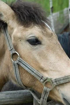 Horse head close up Stock Photos