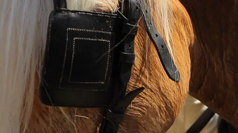 Horse, Head Closeup (Animals) Stock Footage 34273337