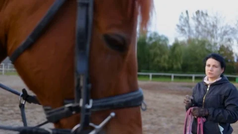 Horse head closeup. On the background of the instructor Stock Footage 80930539