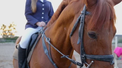 Horse head closeup. On the background Instructor woman smokes Stock Footage 80930745