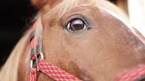 Horse head closeup Video stock 40667852