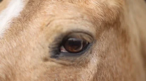 Horse head closeup Video stock 40667868