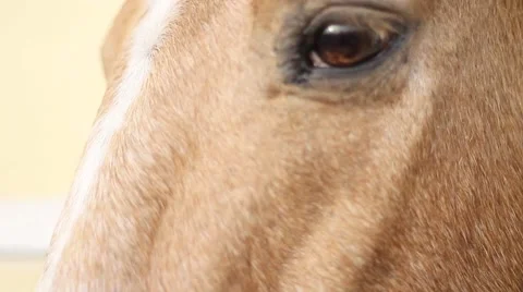 Horse head closeup Stock-Footage 40667910