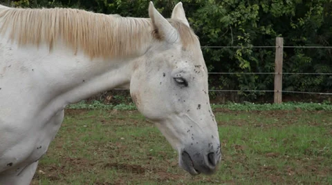 Horse head Stock Footage 36199965