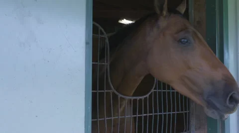 Horse Head Stock Footage 67391059