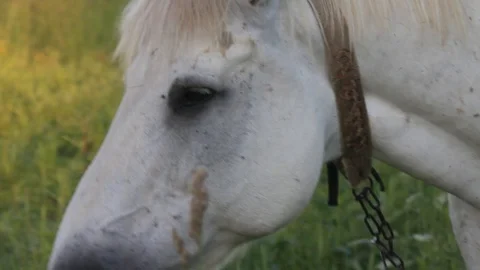 Horse Head Stock Footage 97223873