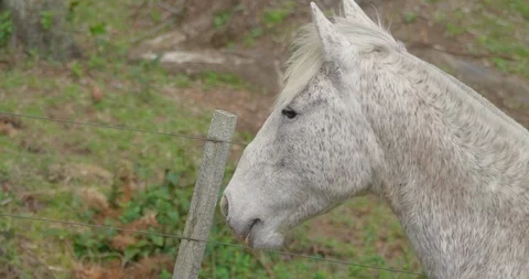 Horse head Vídeo Stock 116834826