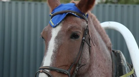 Horse head in harness Stock Footage 56819895