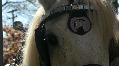 Horse head harness, spring closeup Stock Footage 62810697
