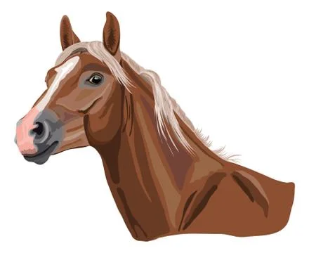 Horse head Stock Illustration