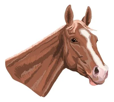 Horse head Stock Illustration