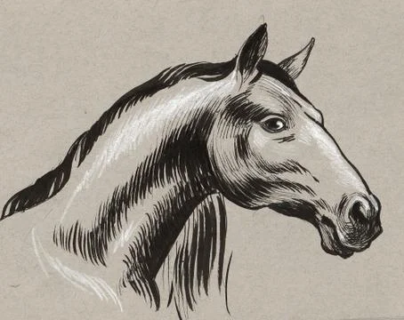 Horse head Illustrazione stock