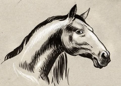 Horse head Illustrazione stock