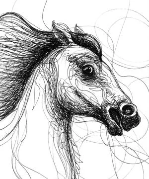Horse head Stock Illustration