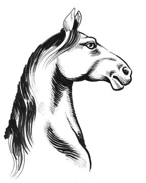 Horse head Stock Illustration